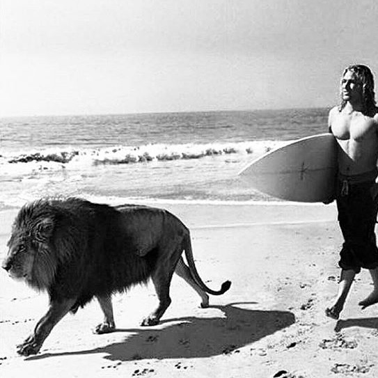 Man and lion on beach